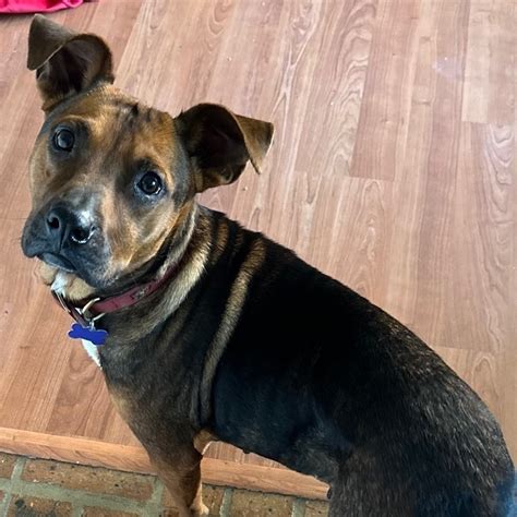 DOXIE might do well on the following pet food, based on these characteristics Australian Cattle Dog Blue Heeler, Young, Female, Medium. . Petfinder mobile al